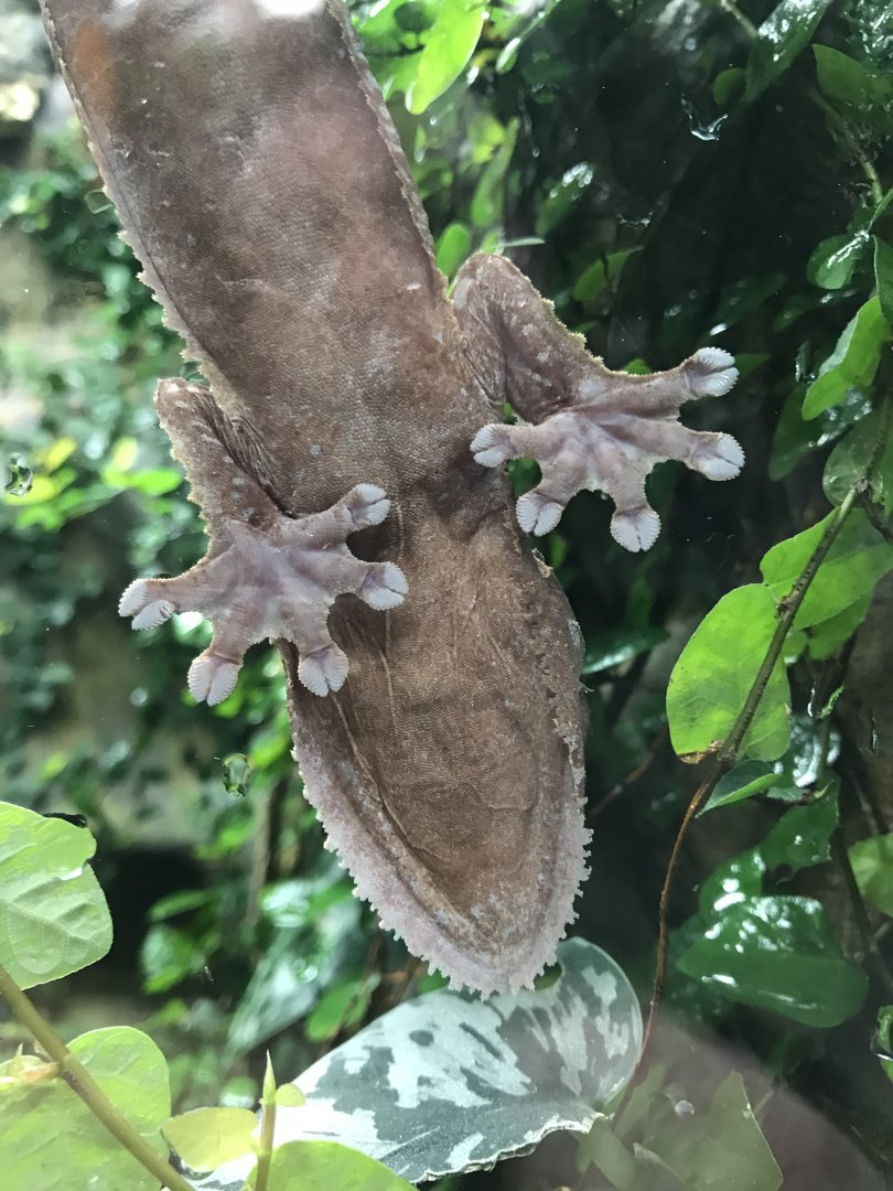 Tropical House - Common fat-tailed gecko 050119