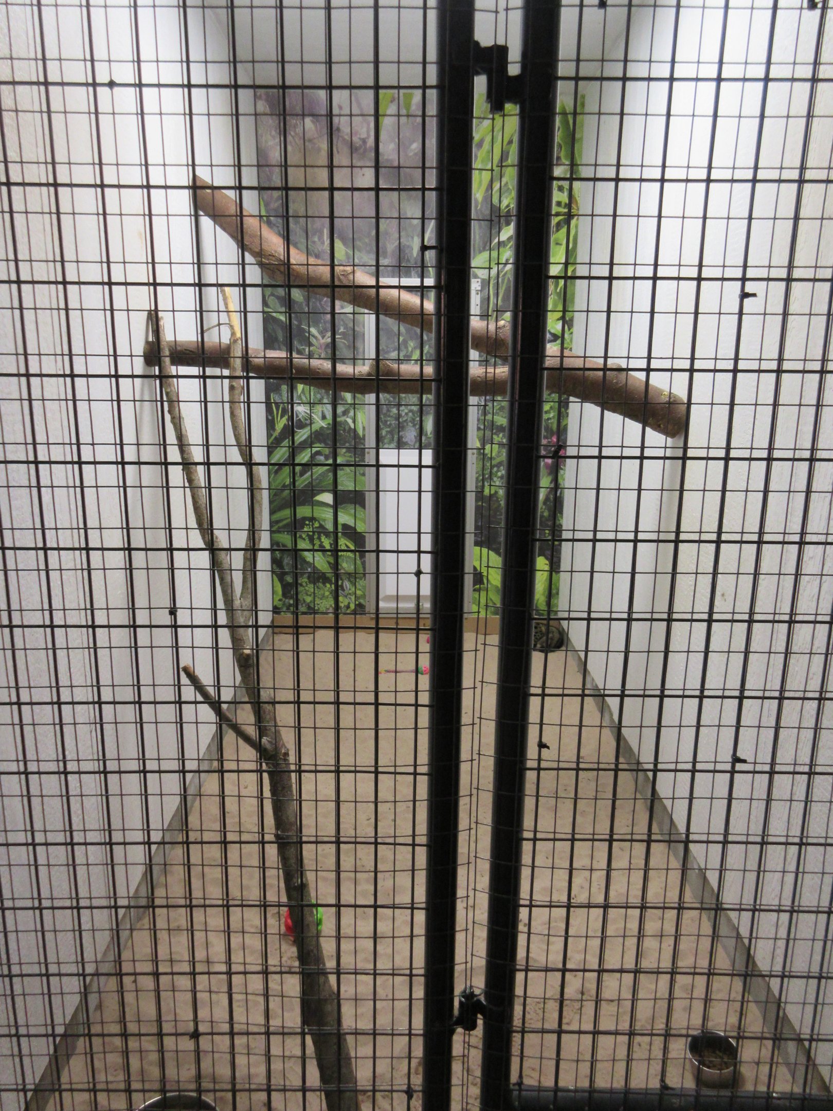 Tropical House - Common Genet Exhibit