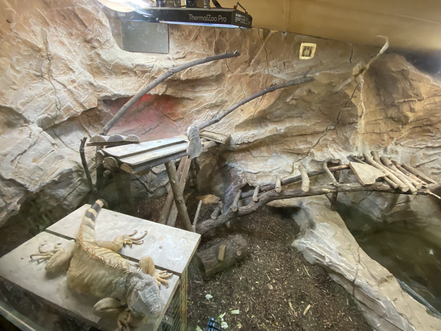 Tropical House - Common green iguana 170224