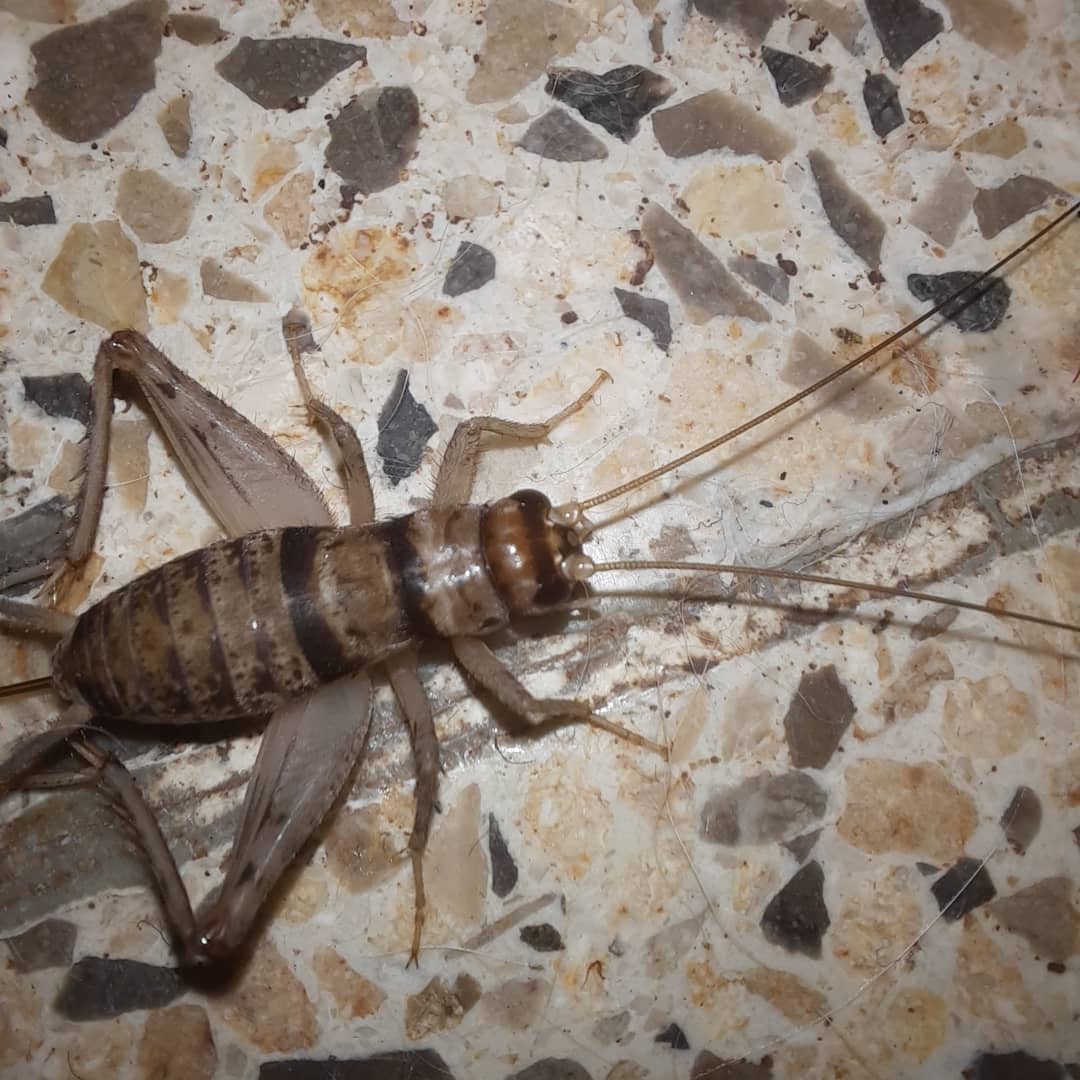 Tropical House Cricket (Gryllodes sigillatus)