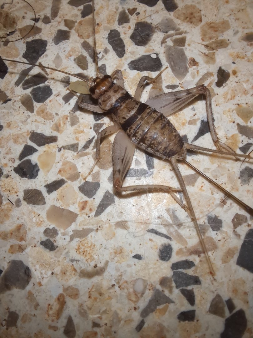 Tropical House Cricket (Gryllodes sigillatus)