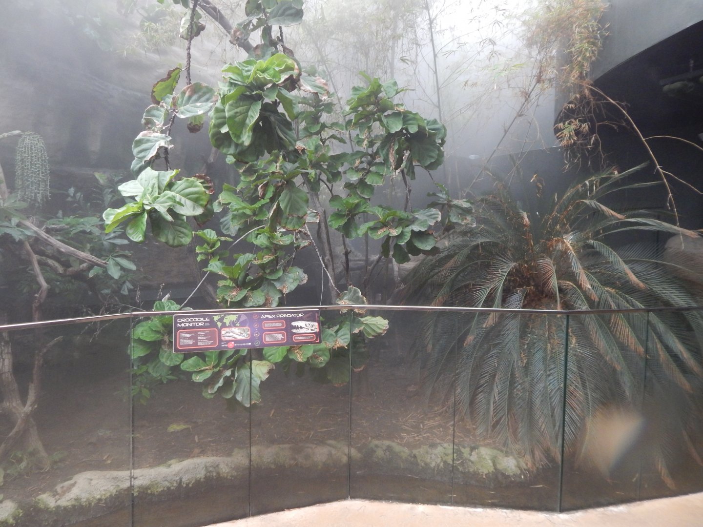 Tropical House - Crocodile monitor exhibit 040822