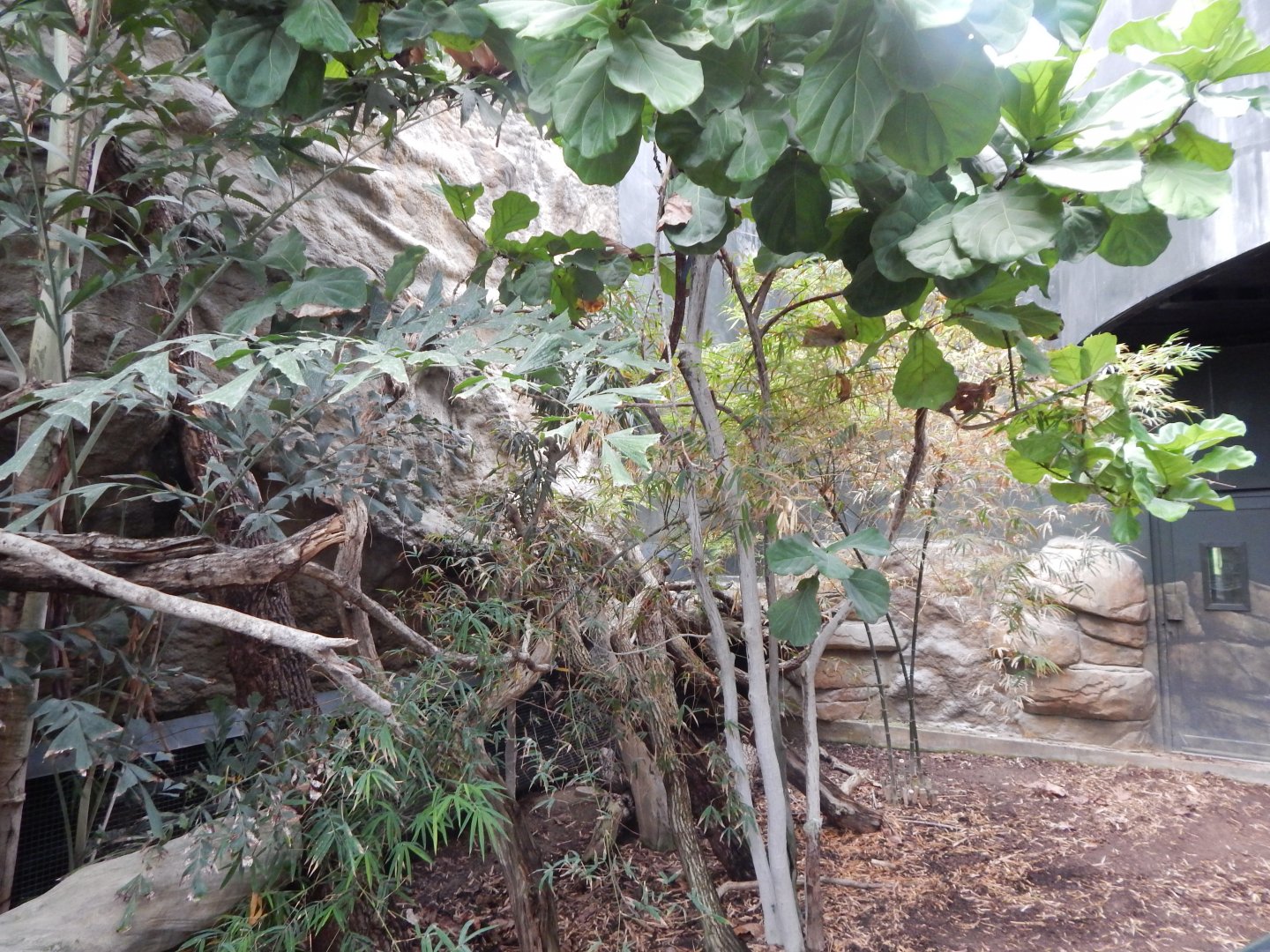 Tropical House - Crocodile monitor exhibit 150725