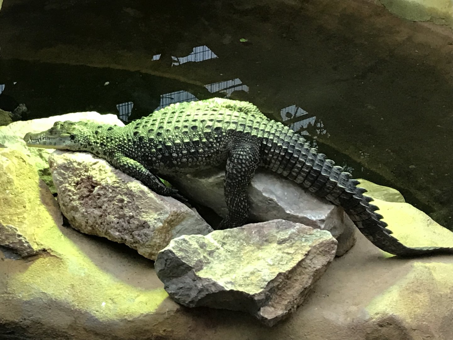 Tropical House - Cuban crocodile 050119