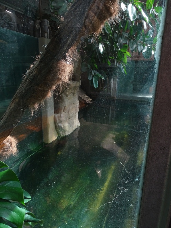 Tropical House - Cuban crocodile enclosure