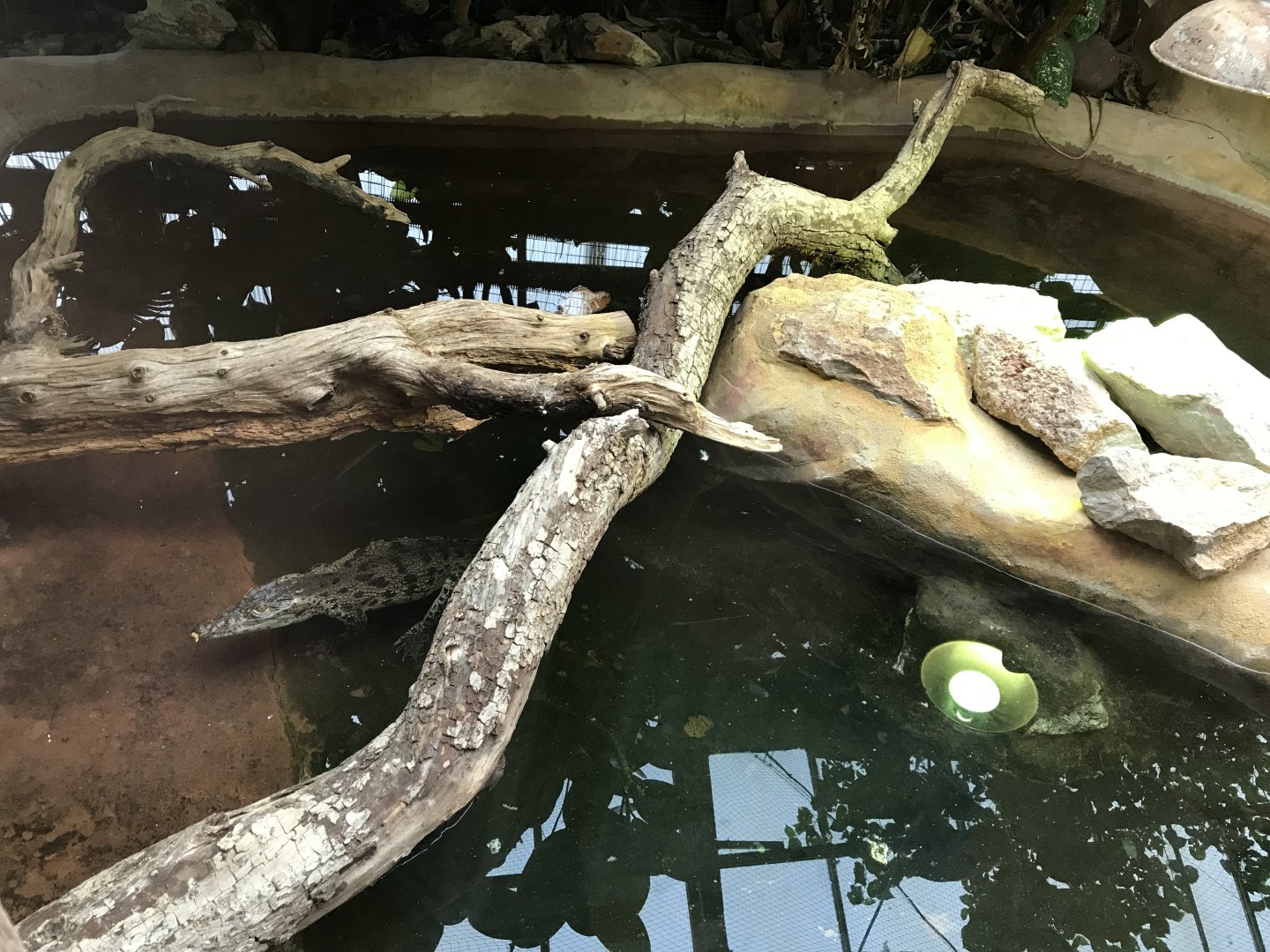 Tropical House - Cuban crocodile exhibit 050119