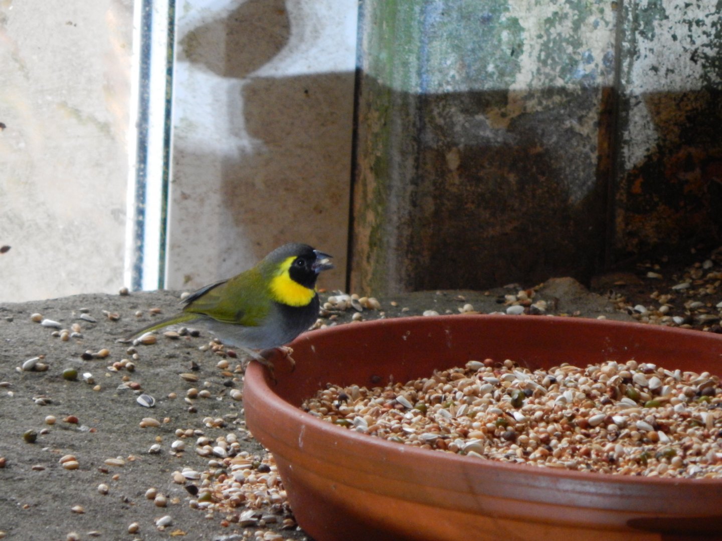 Tropical House - Cuban grassquit 111221