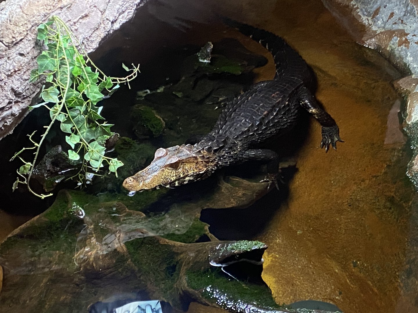 Tropical House - Cuvier’s dwarf caiman 050625