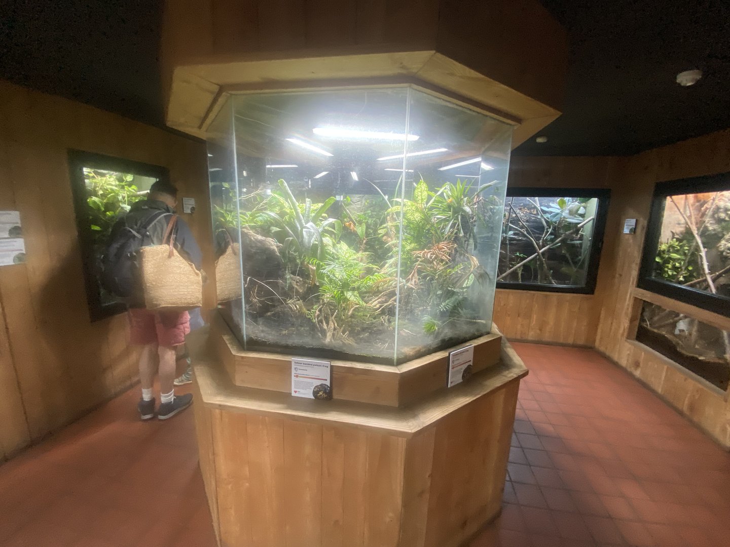 Tropical House - Dart frog vivarium 060523