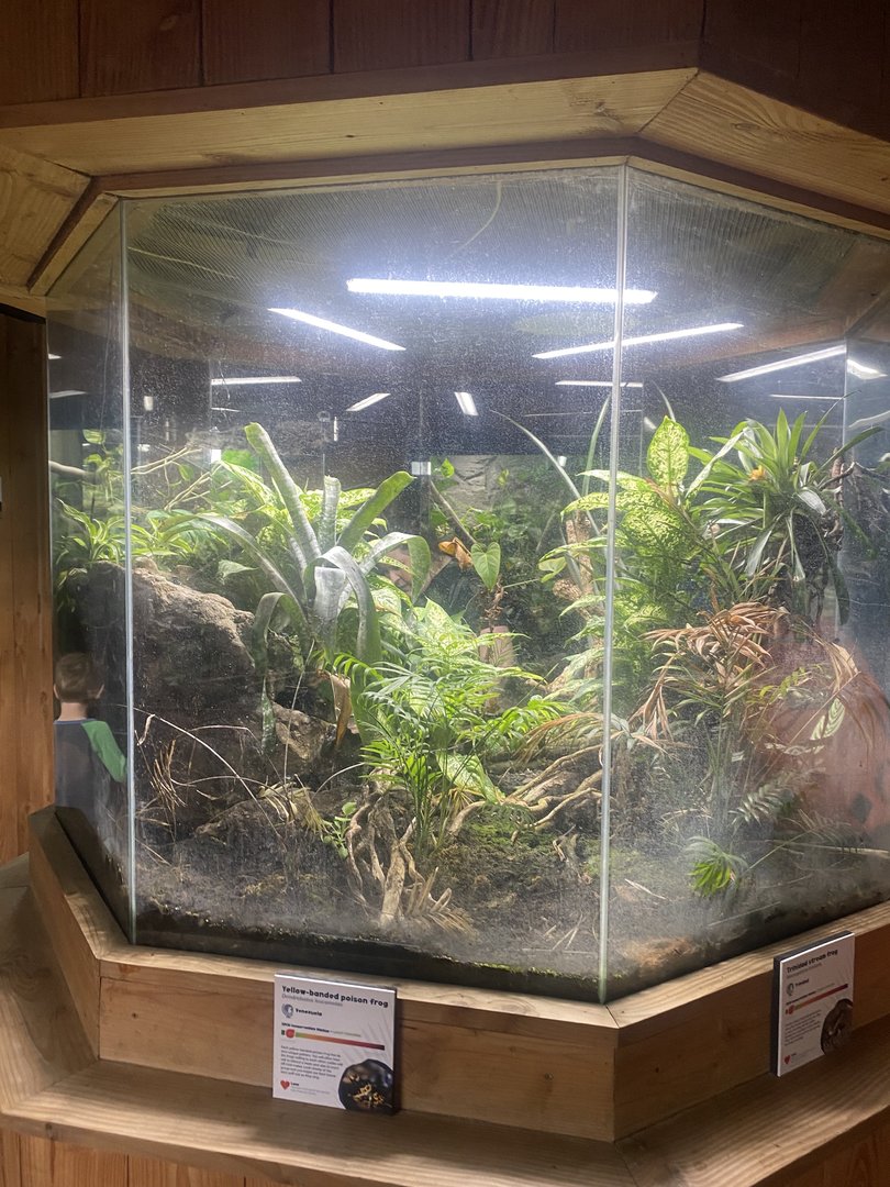 Tropical House - Dart frog vivarium 060523