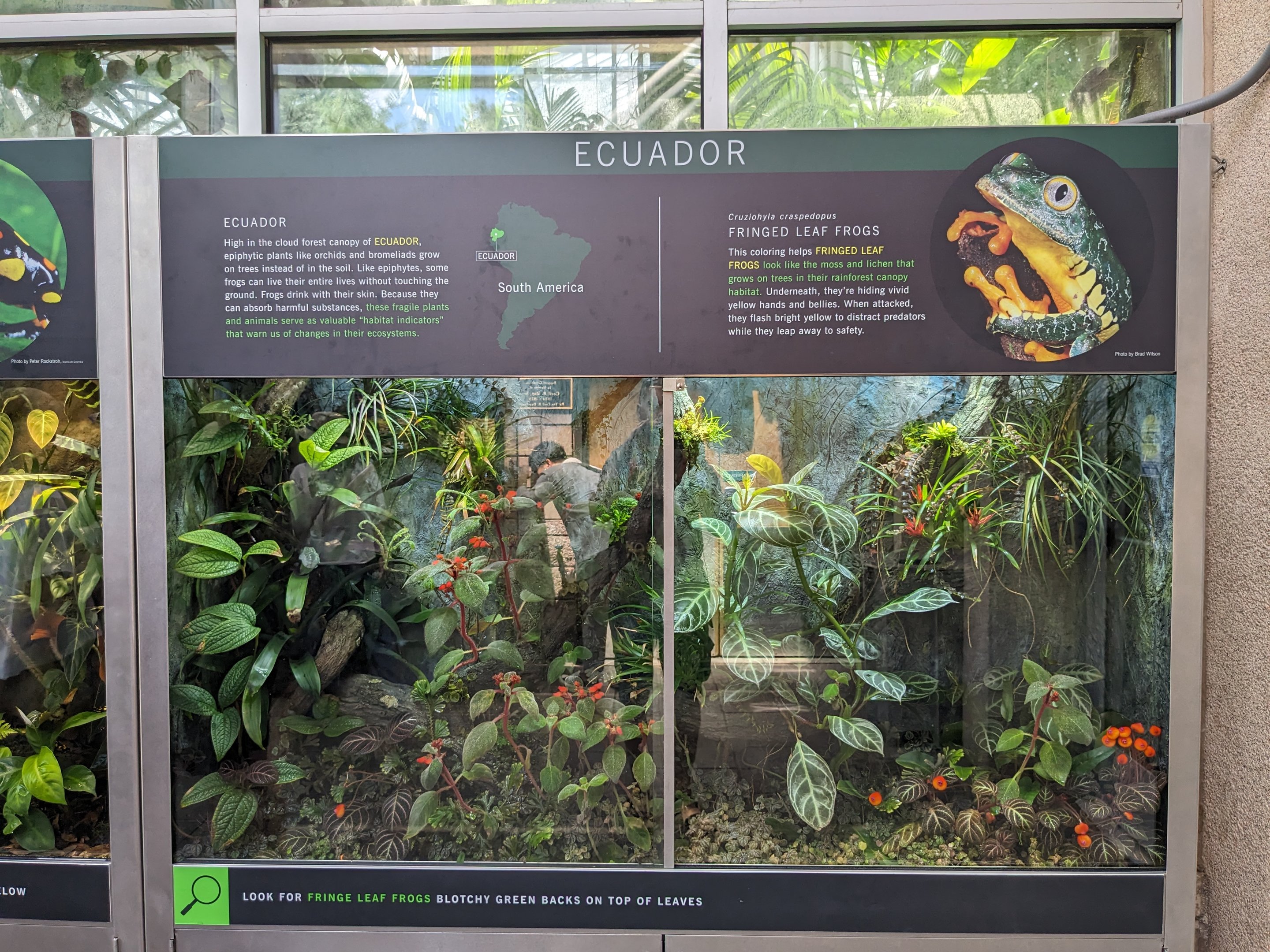 Tropical House - Ecuador frog tank (fringed leaf frog)
