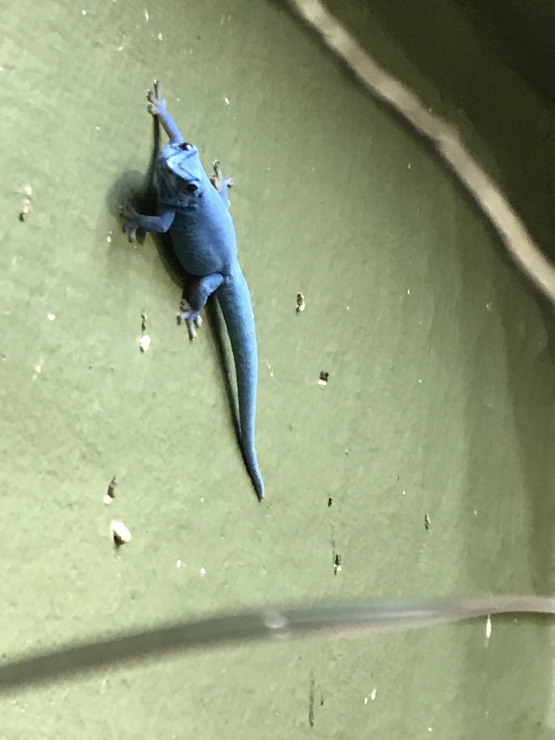 Tropical House - Electric blue day gecko 081018