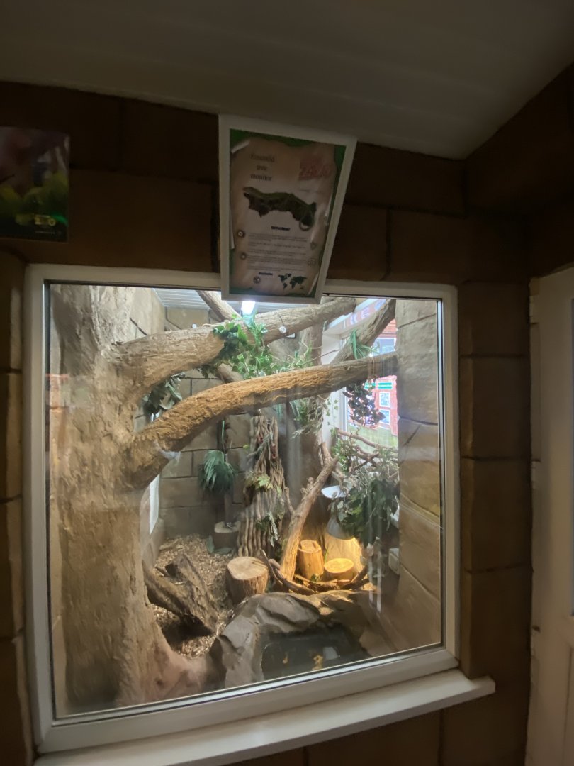 Tropical House - Emerald tree monitor exhibit 050625