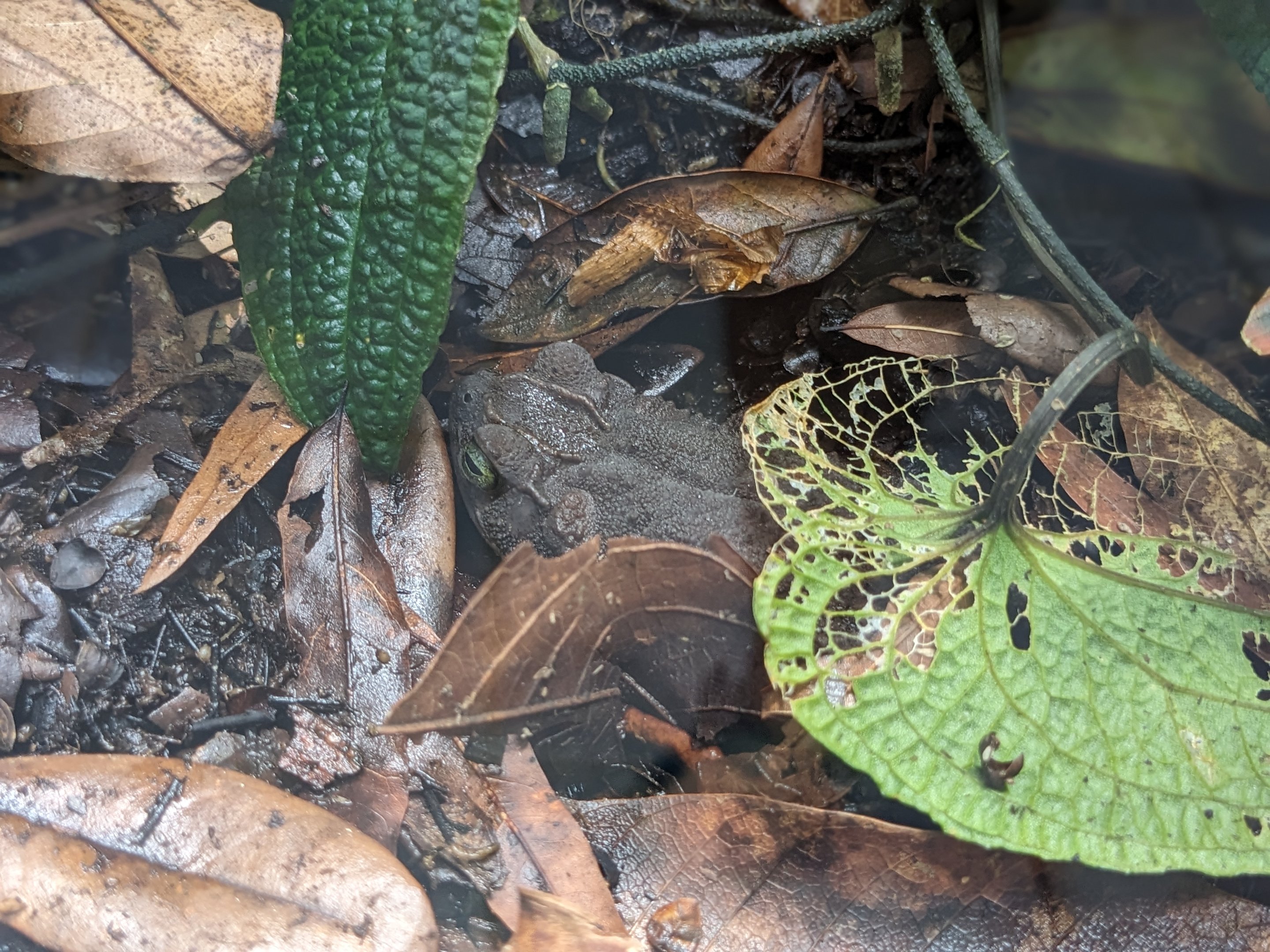 Tropical House - Evergreen toad