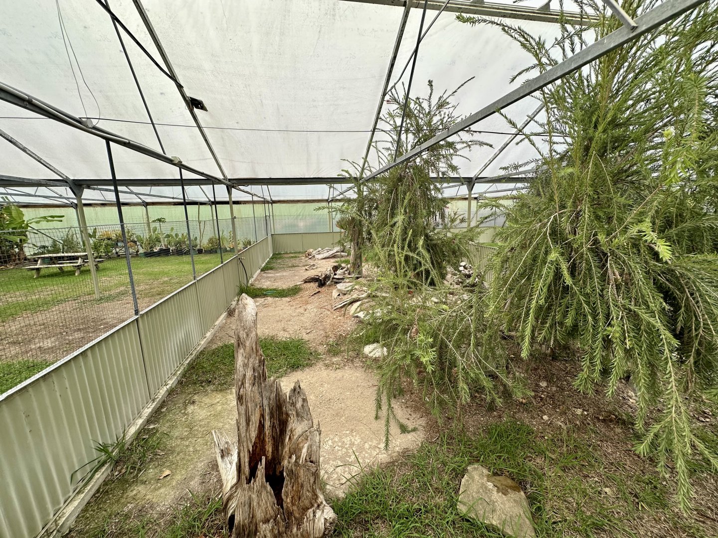 Tropical House - Exhibit 1 (Leopard Tortoise)