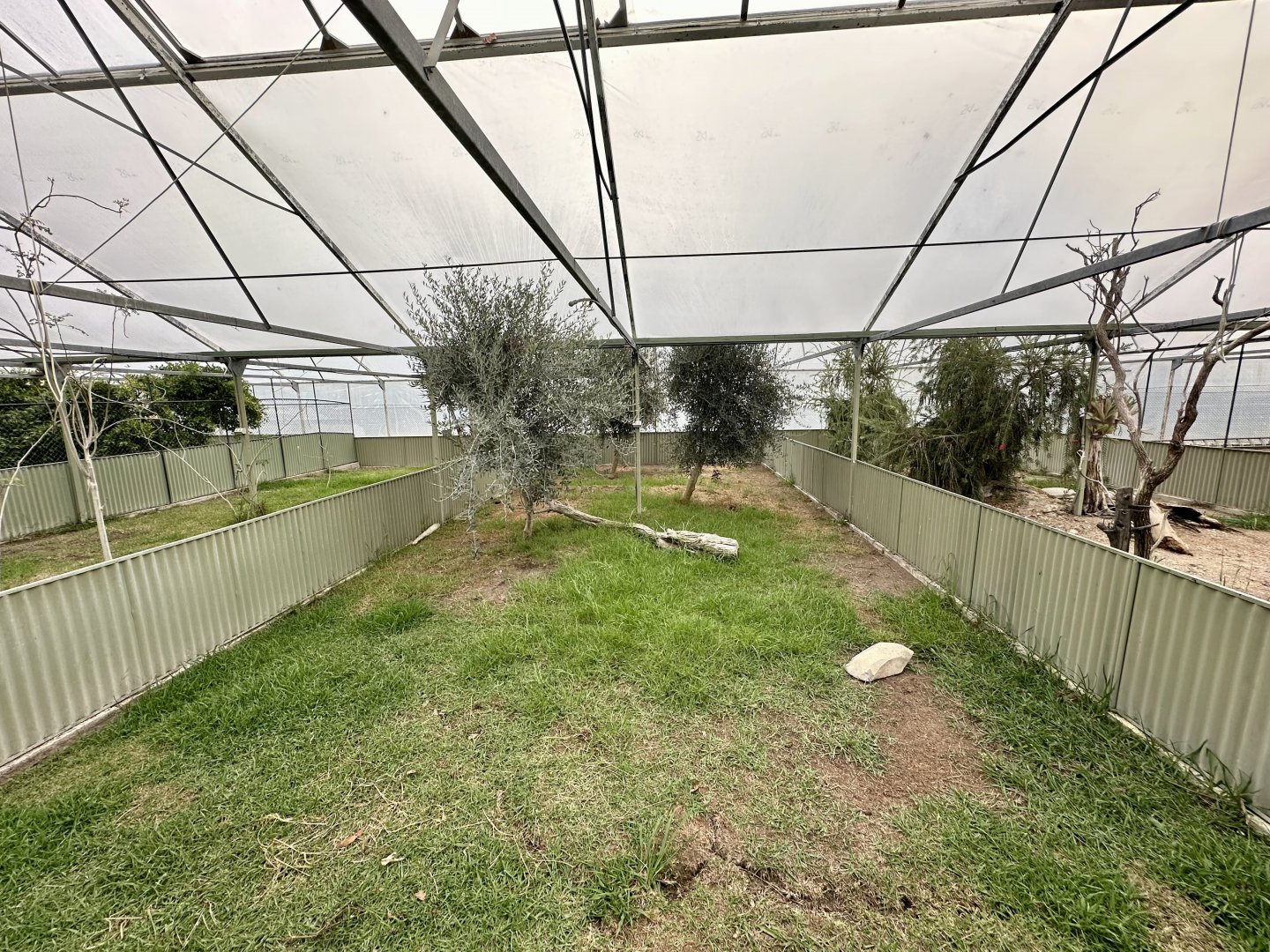 Tropical House - Exhibit 2 (Hermann’s Tortoise)