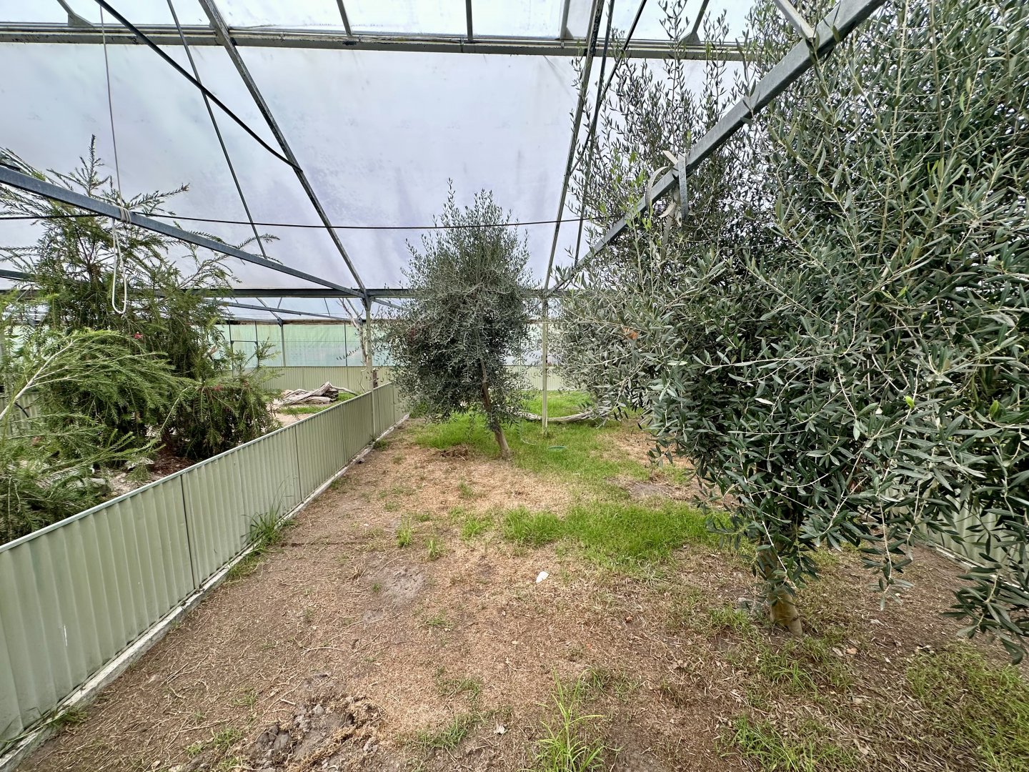 Tropical House - Exhibit 2 (Hermann’s Tortoise)