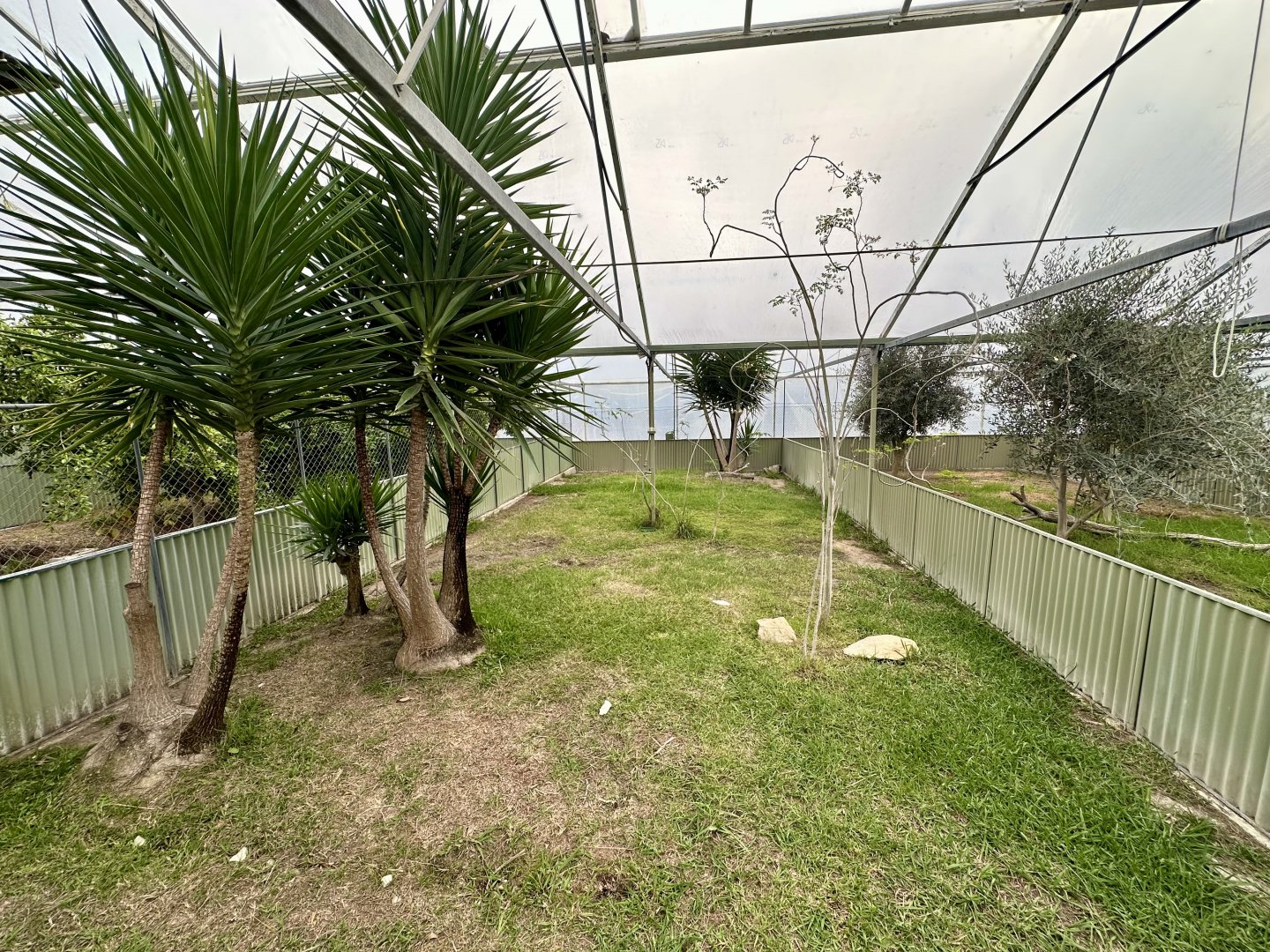 Tropical House - Exhibit 3 (Leopard Tortoise)