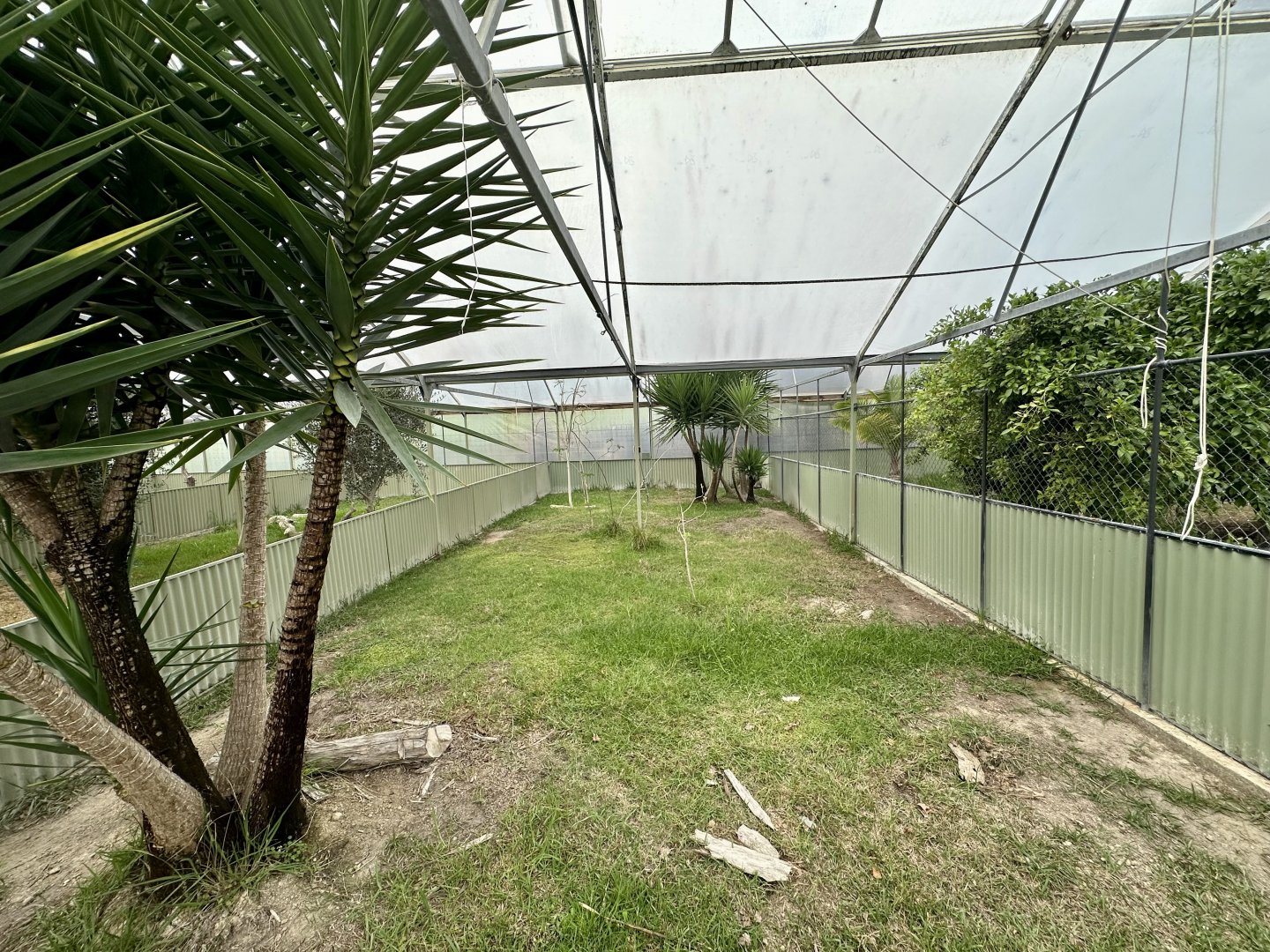 Tropical House - Exhibit 3 (Leopard Tortoise)