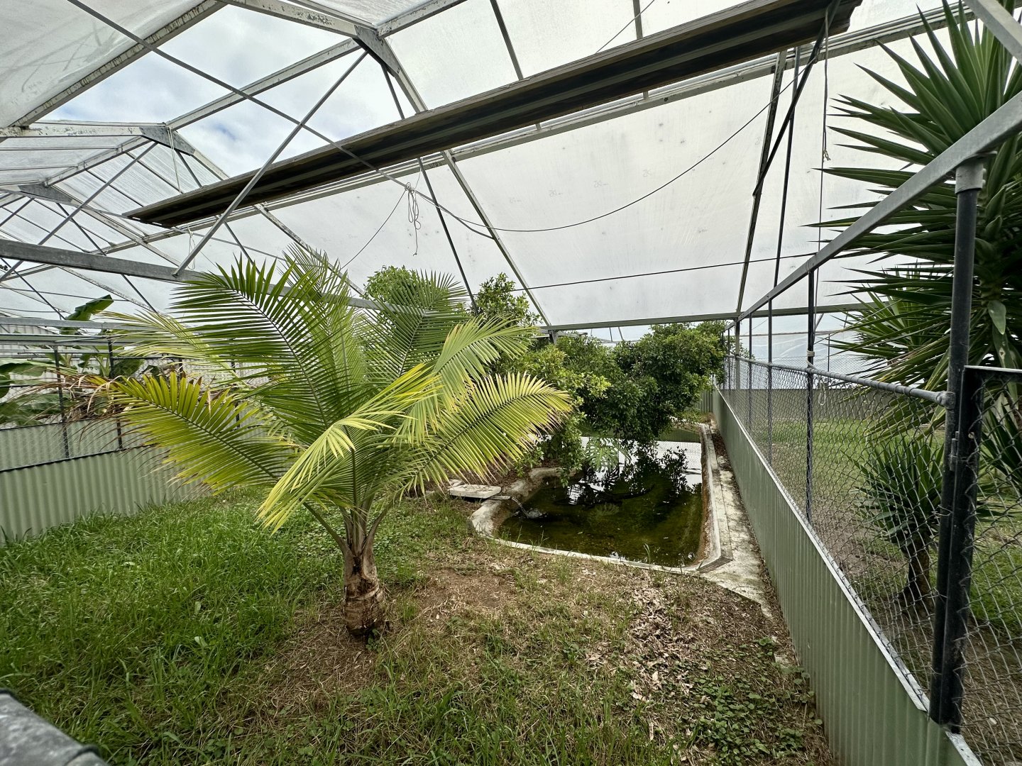 Tropical House - Exhibit 4 (American Alligator)