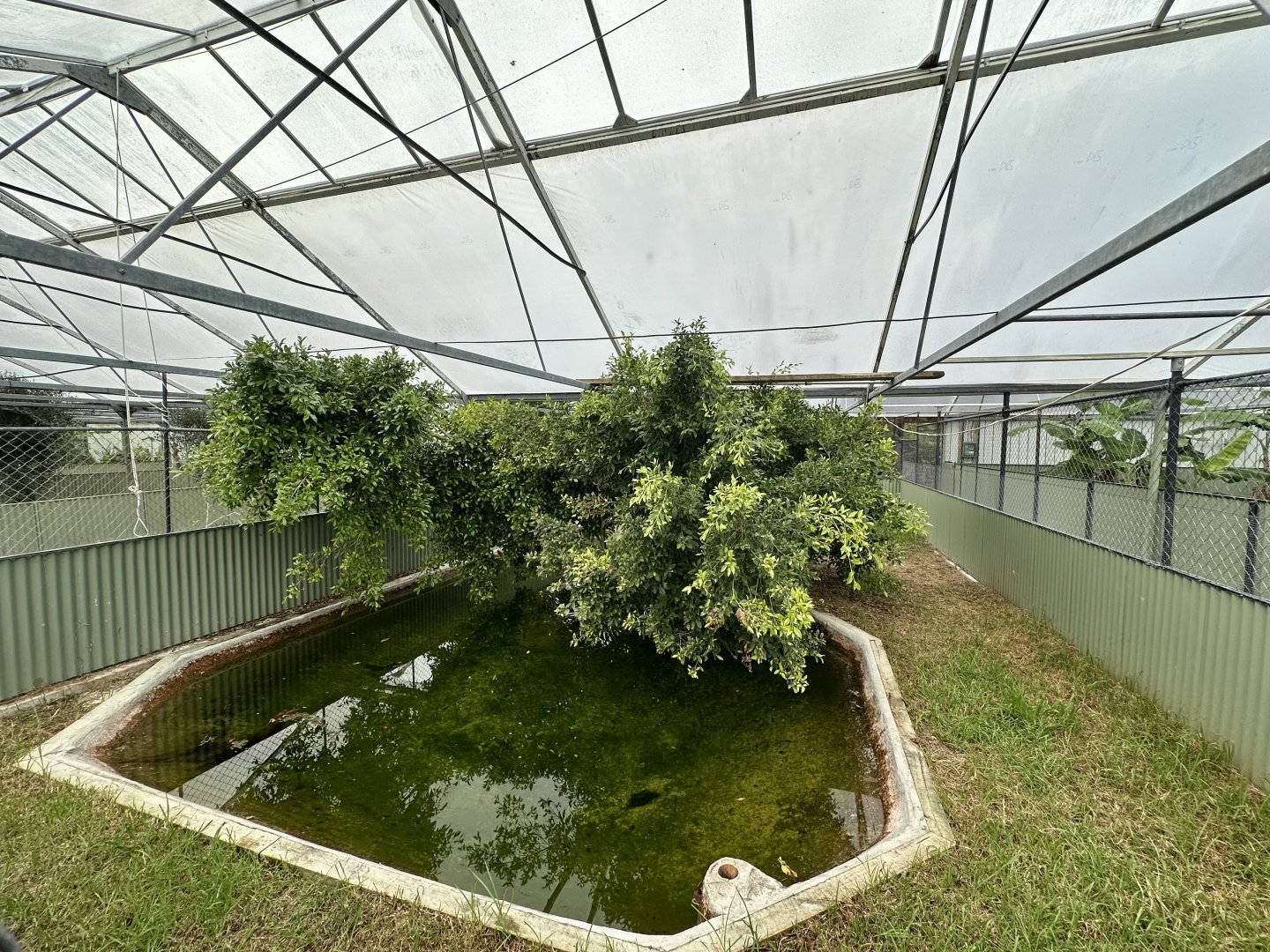 Tropical House - Exhibit 4 (American Alligator)