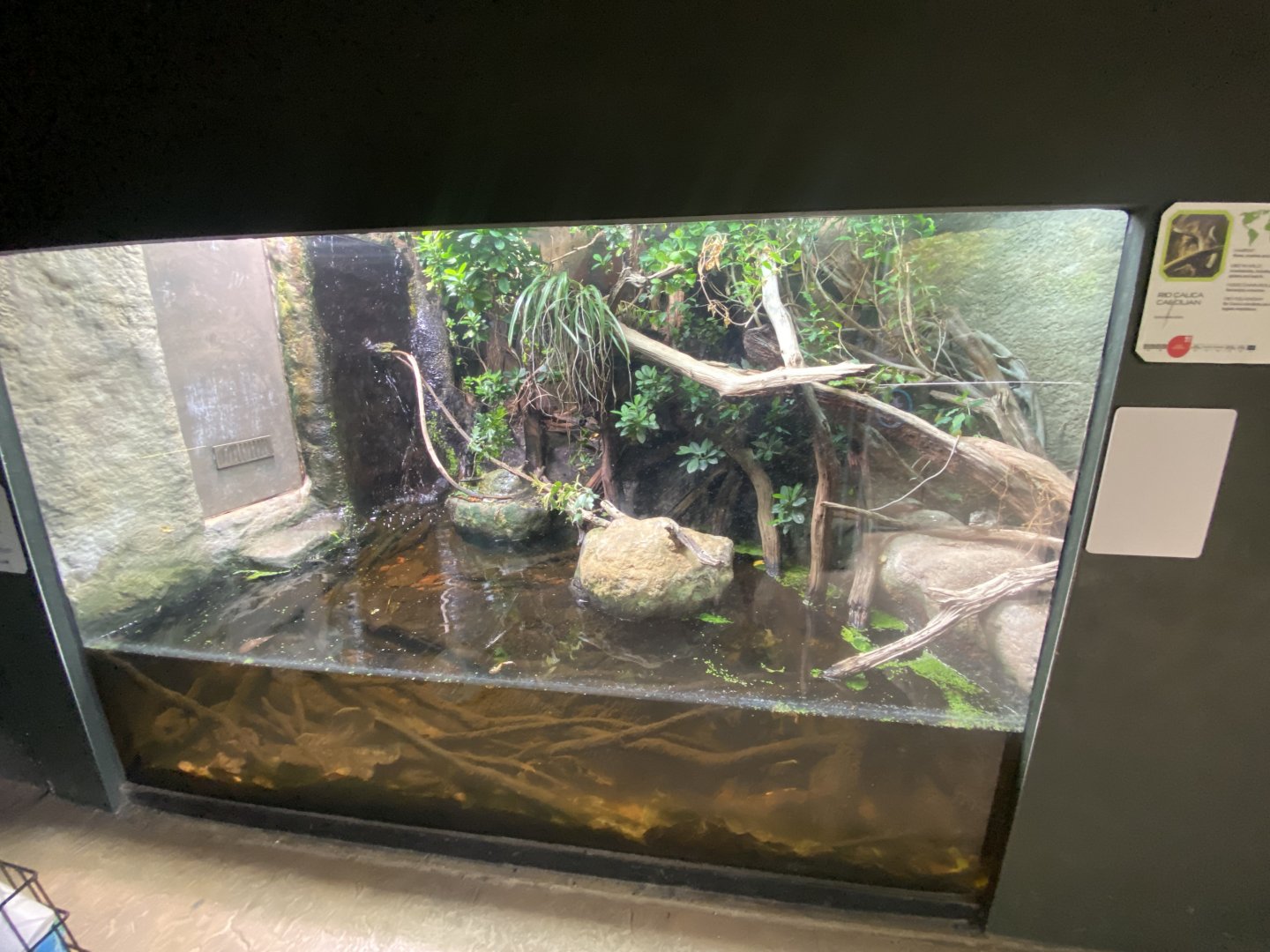 Tropical House - Exhibit for Rio Cauca caecilian/Utila spiny-tailed iguana 150725