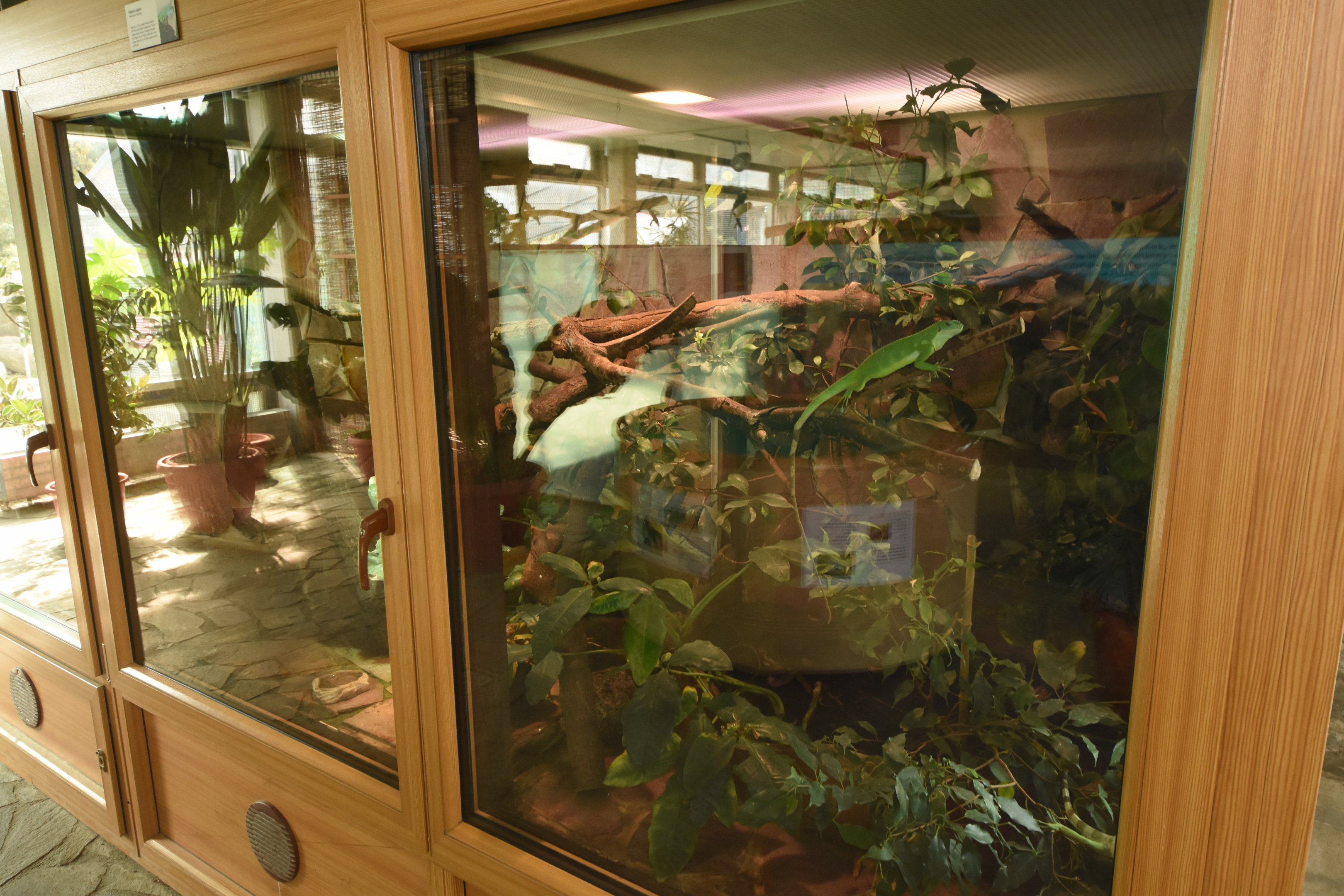 Tropical house - Fiji banded iguana