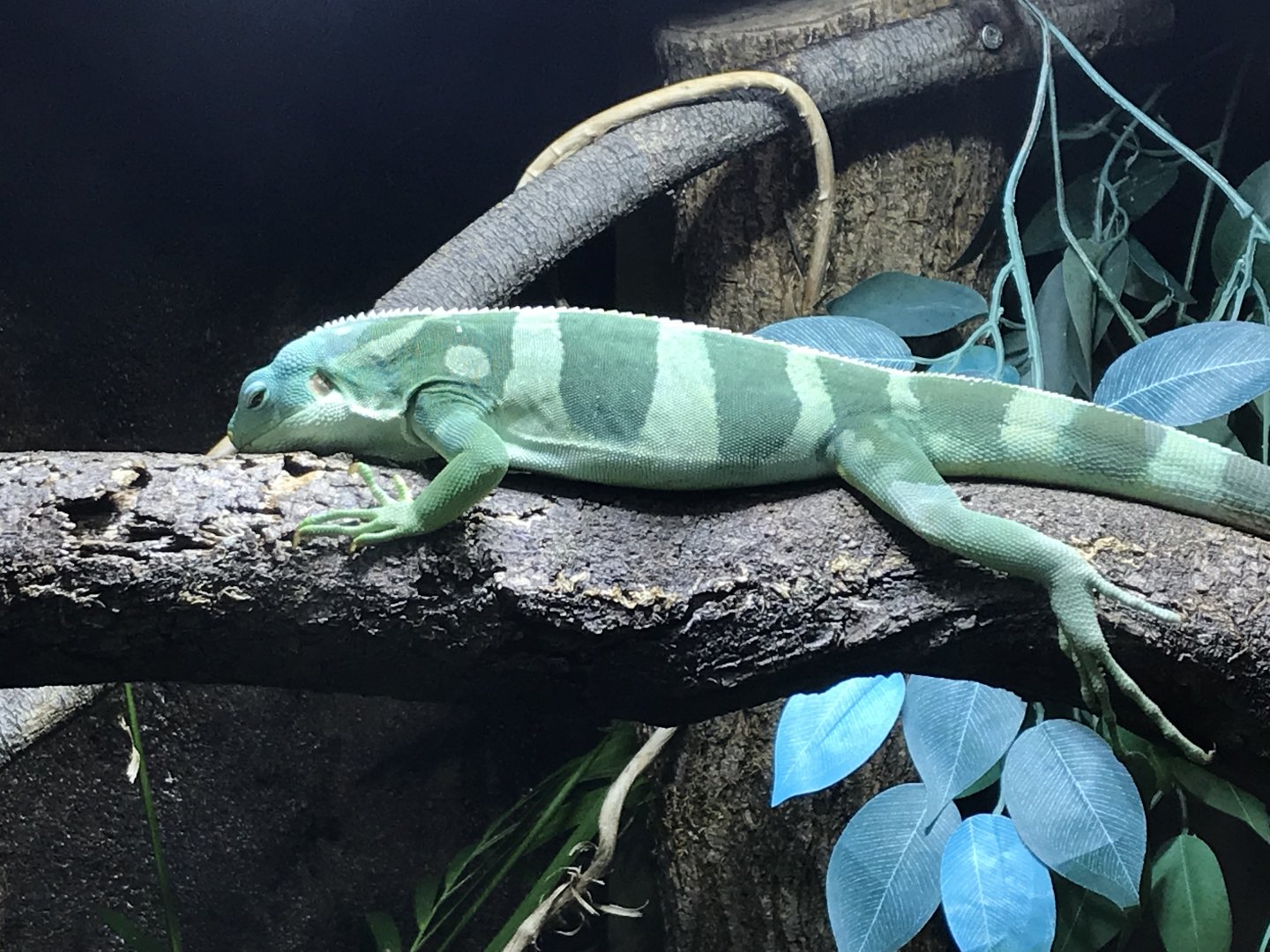 Tropical House - Fijian iguana 081018