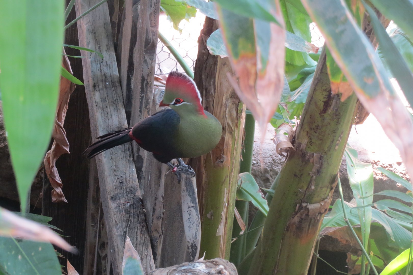 Tropical House - Fischer’s turaco 110519