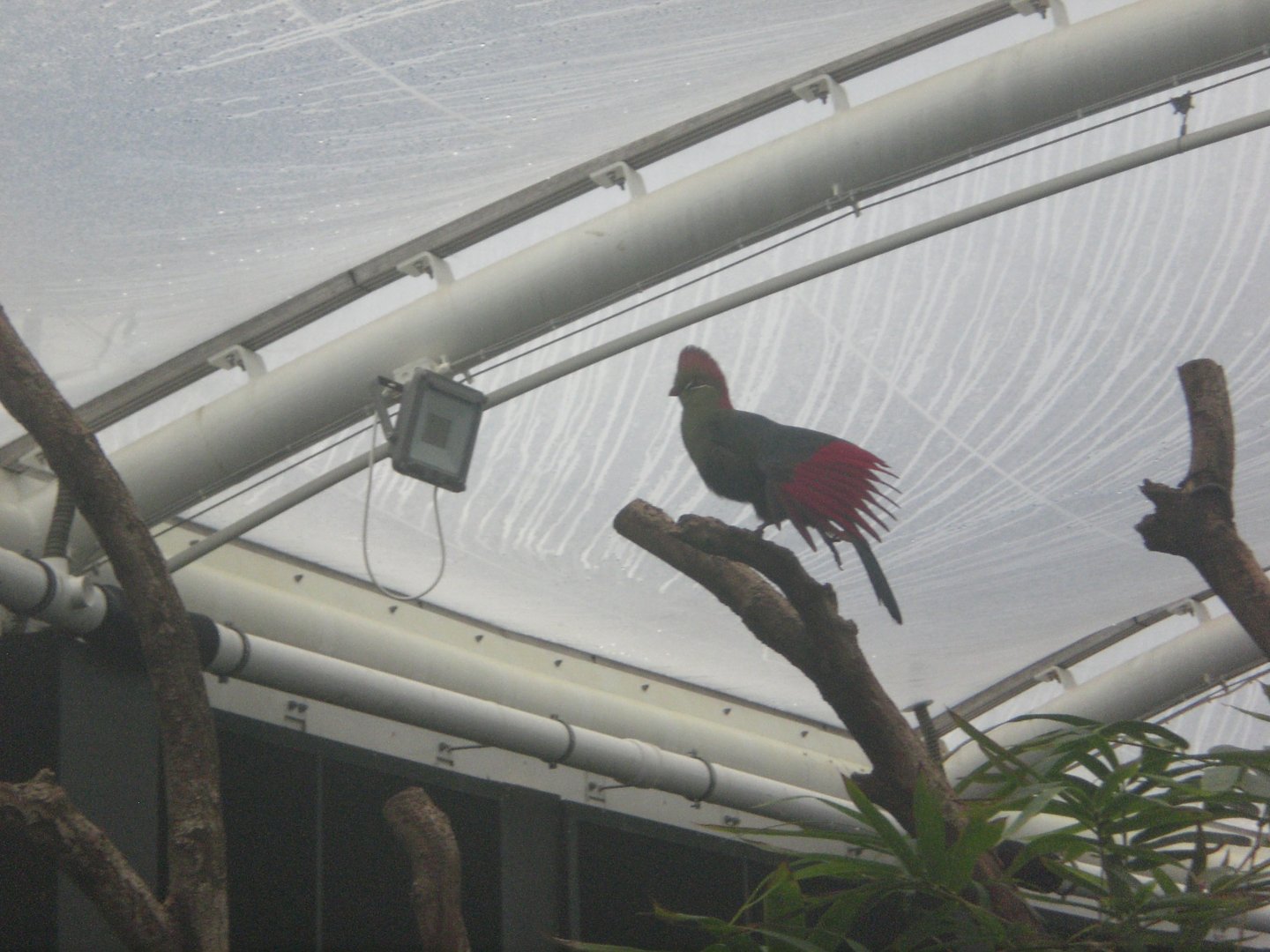 Tropical house-  Fischer's Turaco