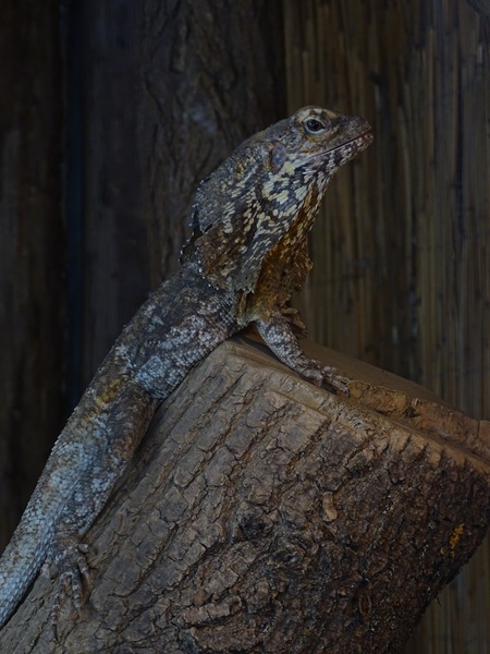 Tropical House - Frill-necked lizard (Chlamydosaurus kingii)