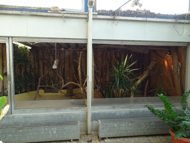 Tropical House - Frill-necked lizard enclosure