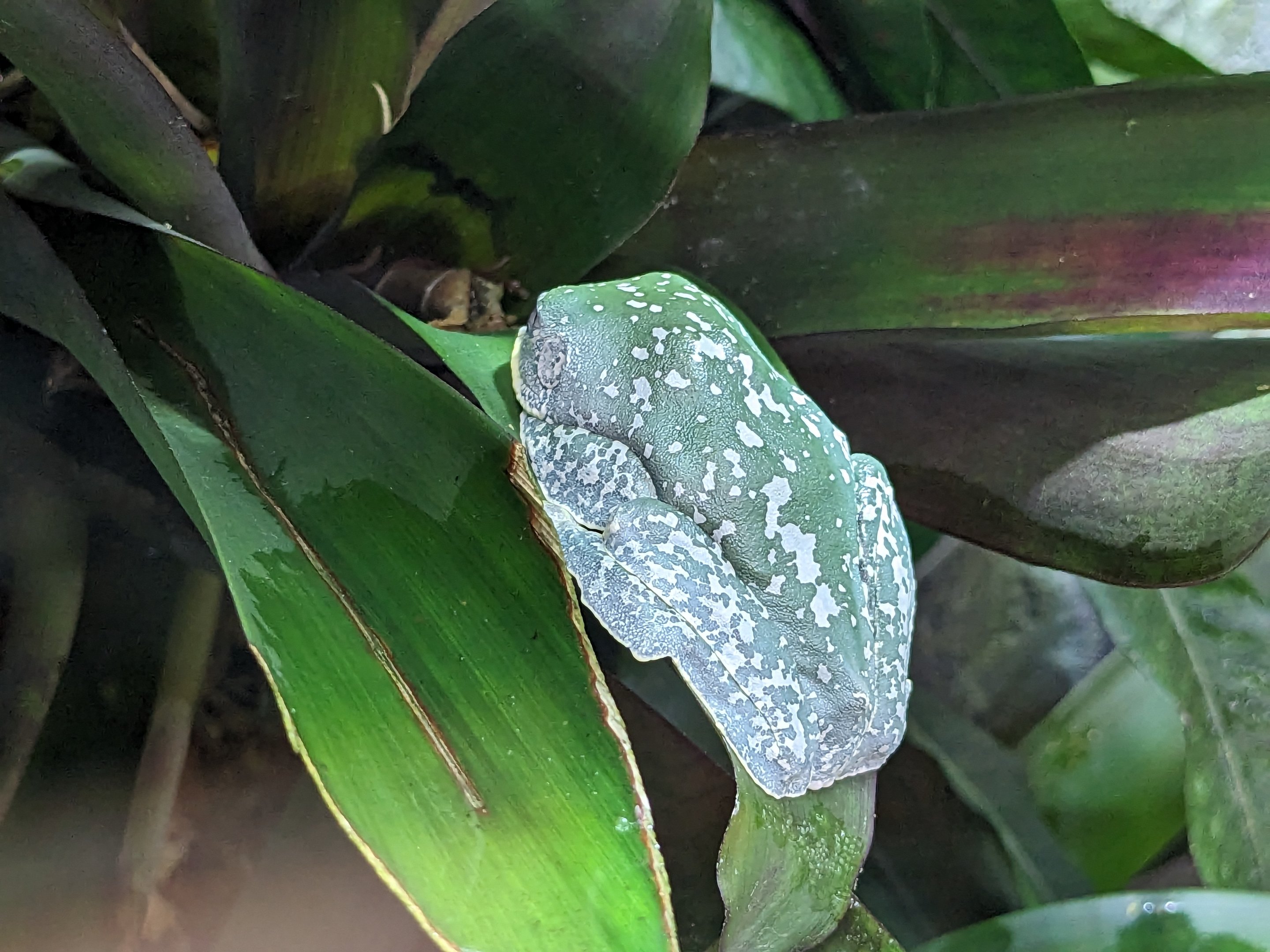 Tropical House - Fringed leaf frog