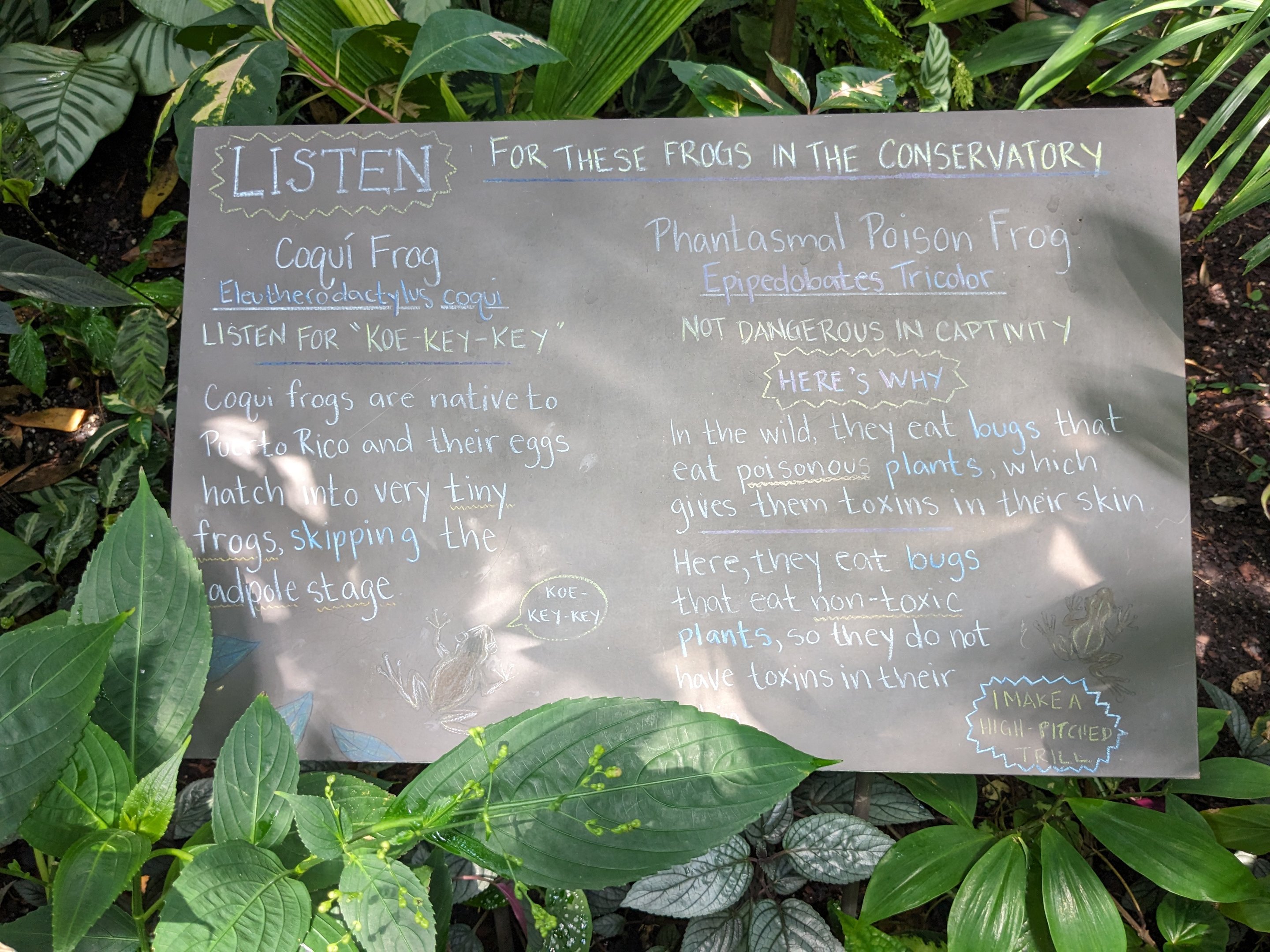 Tropical House - Frog sign