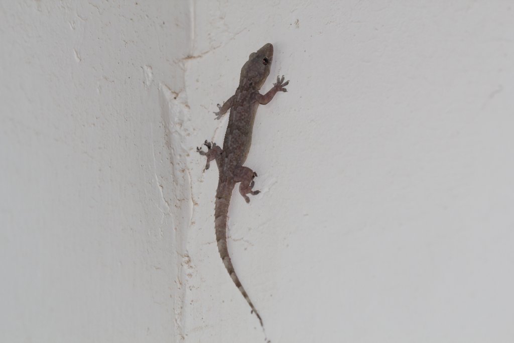 Tropical House Gecko