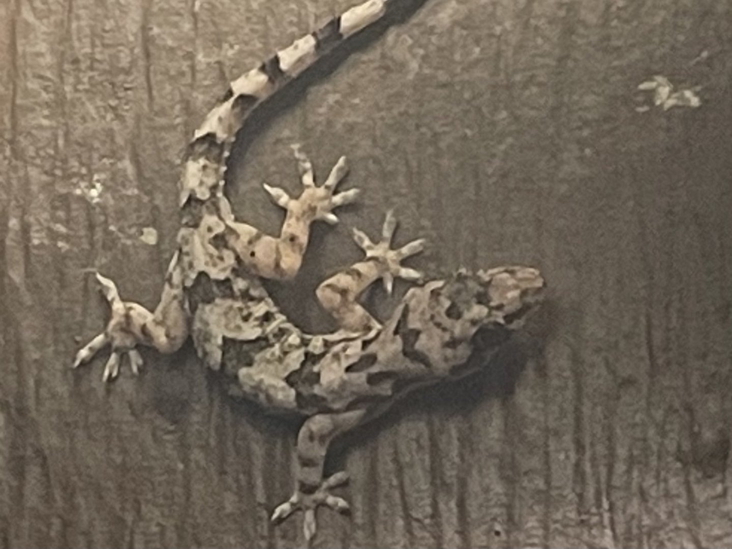 Tropical house gecko