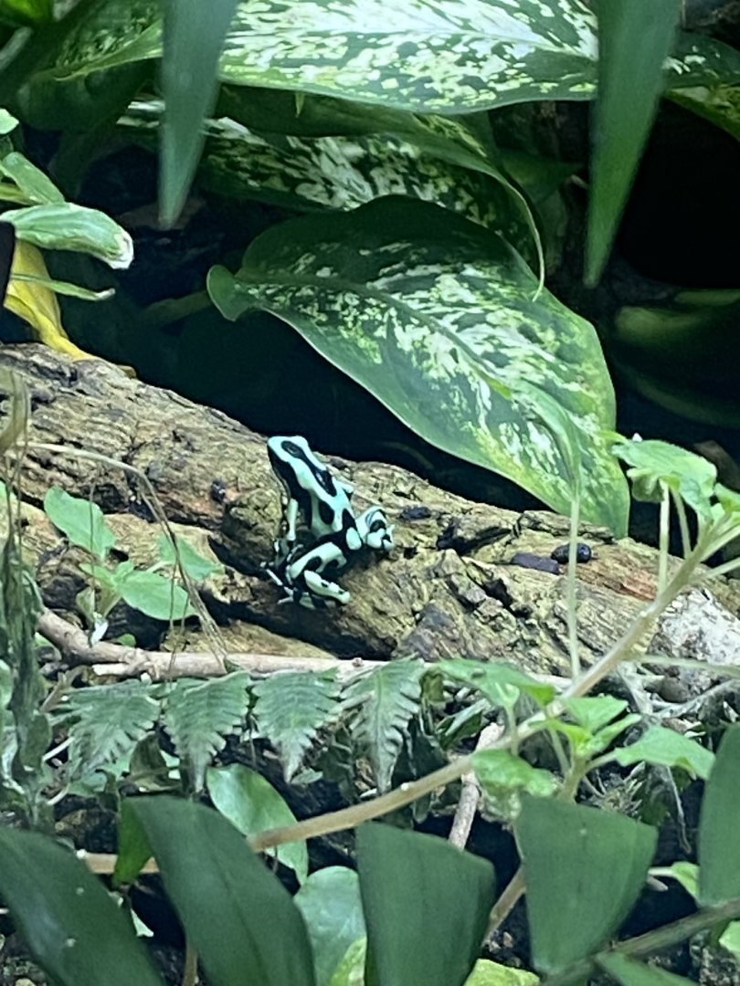Tropical House - Green and black poison dart frog 240424