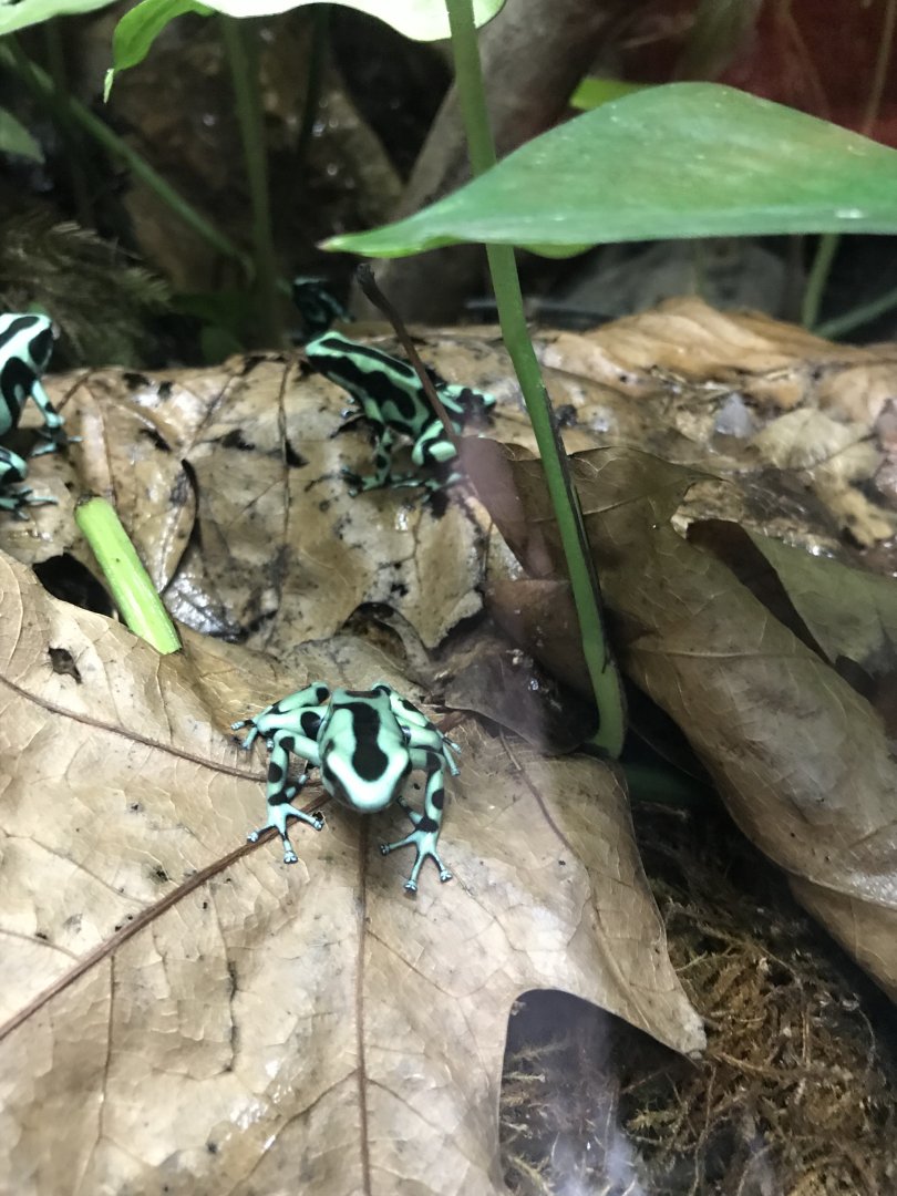 Tropical House - Green and black poison dart frogs 050119