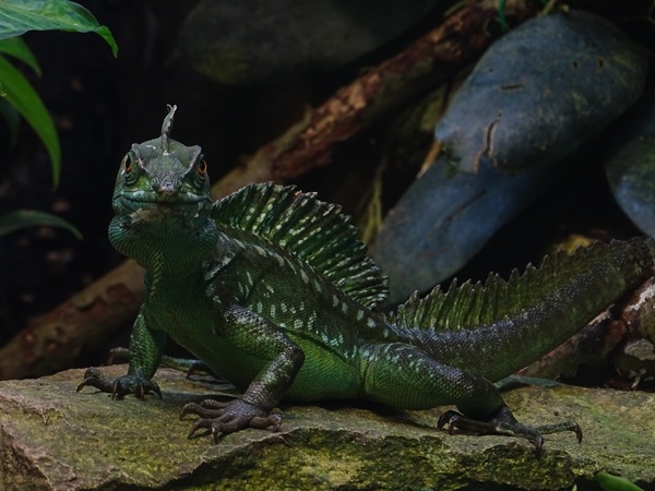 Tropical House - Green basilisk (Basiliscus plumifrons)
