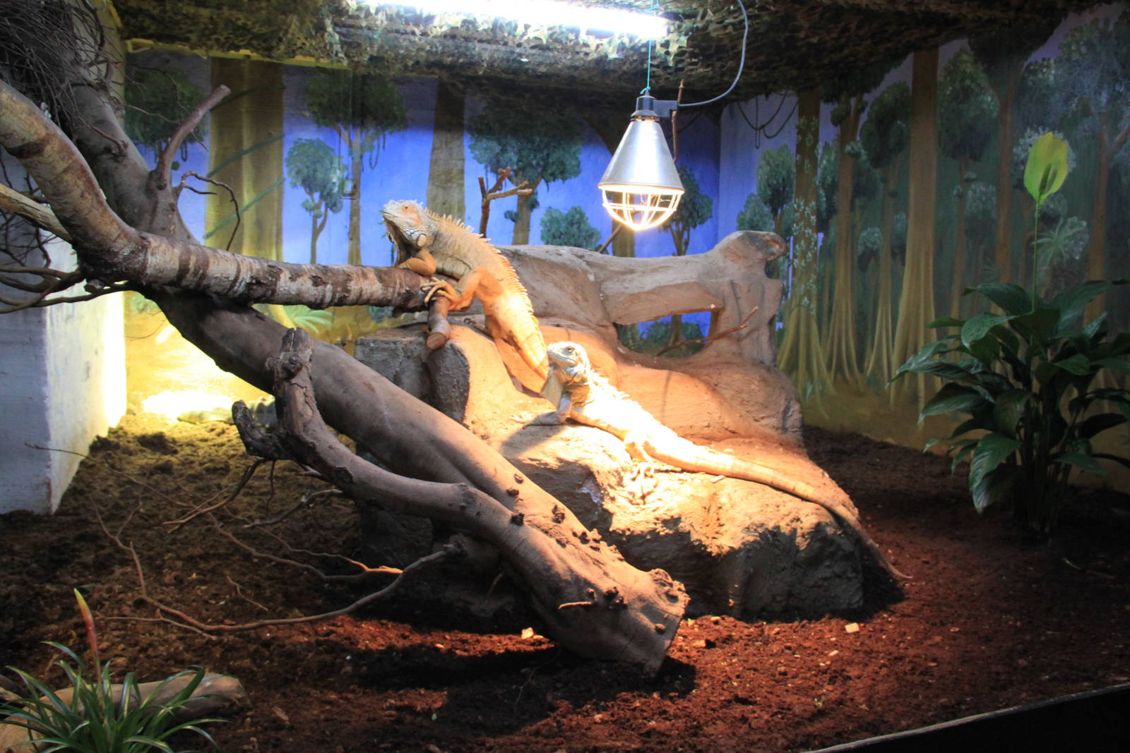 Tropical House - Green Iguana Exhibit