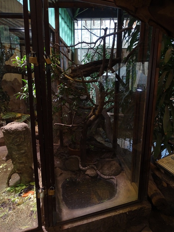 Tropical house: grey rat snake terrarium
