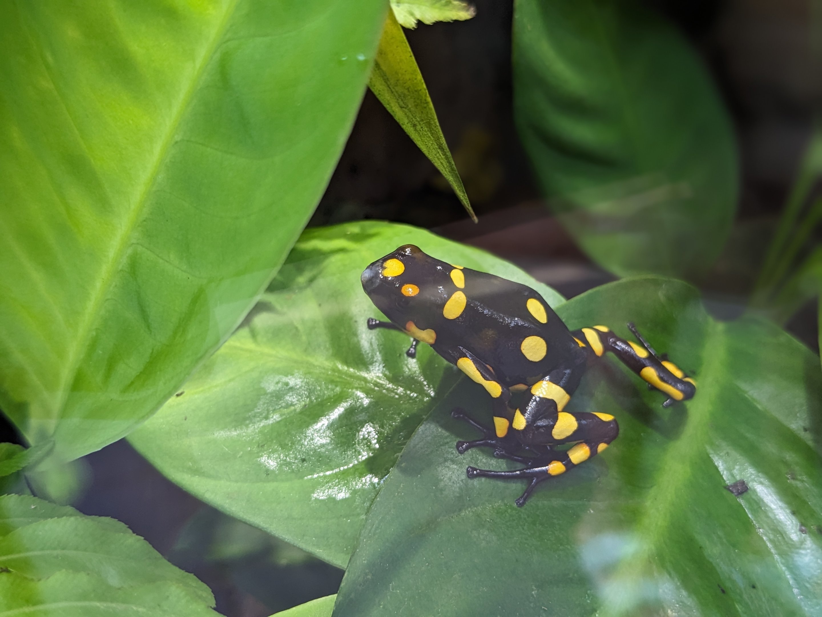Tropical House - Harlequin poison frog