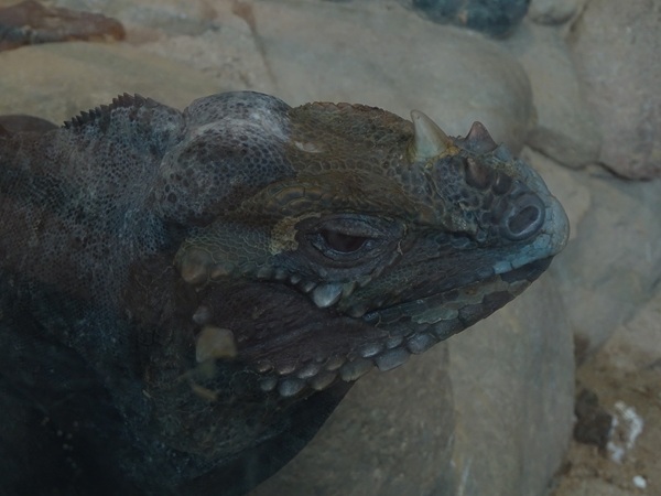 Tropical House - Hispaniolan rhinoceros iguana (Cyclura cornuta cornuta)