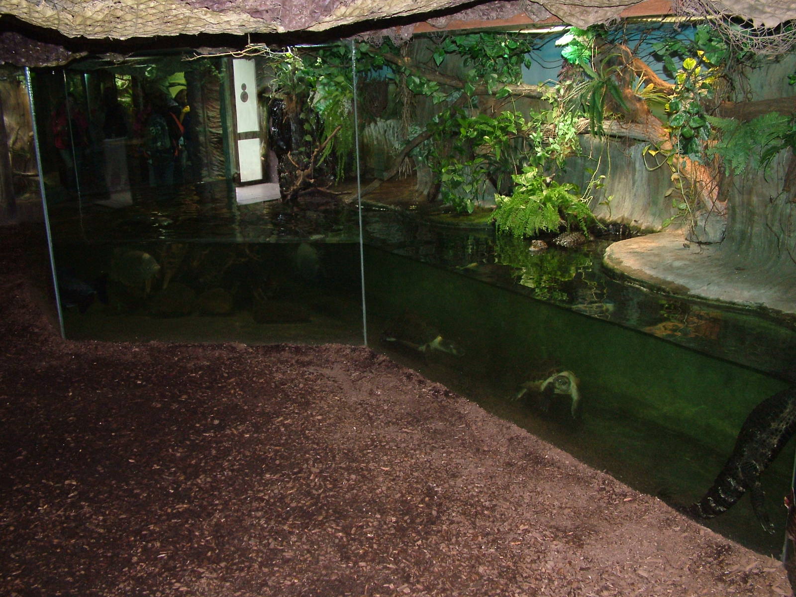 Tropical House interior at Brno, 27/05/10