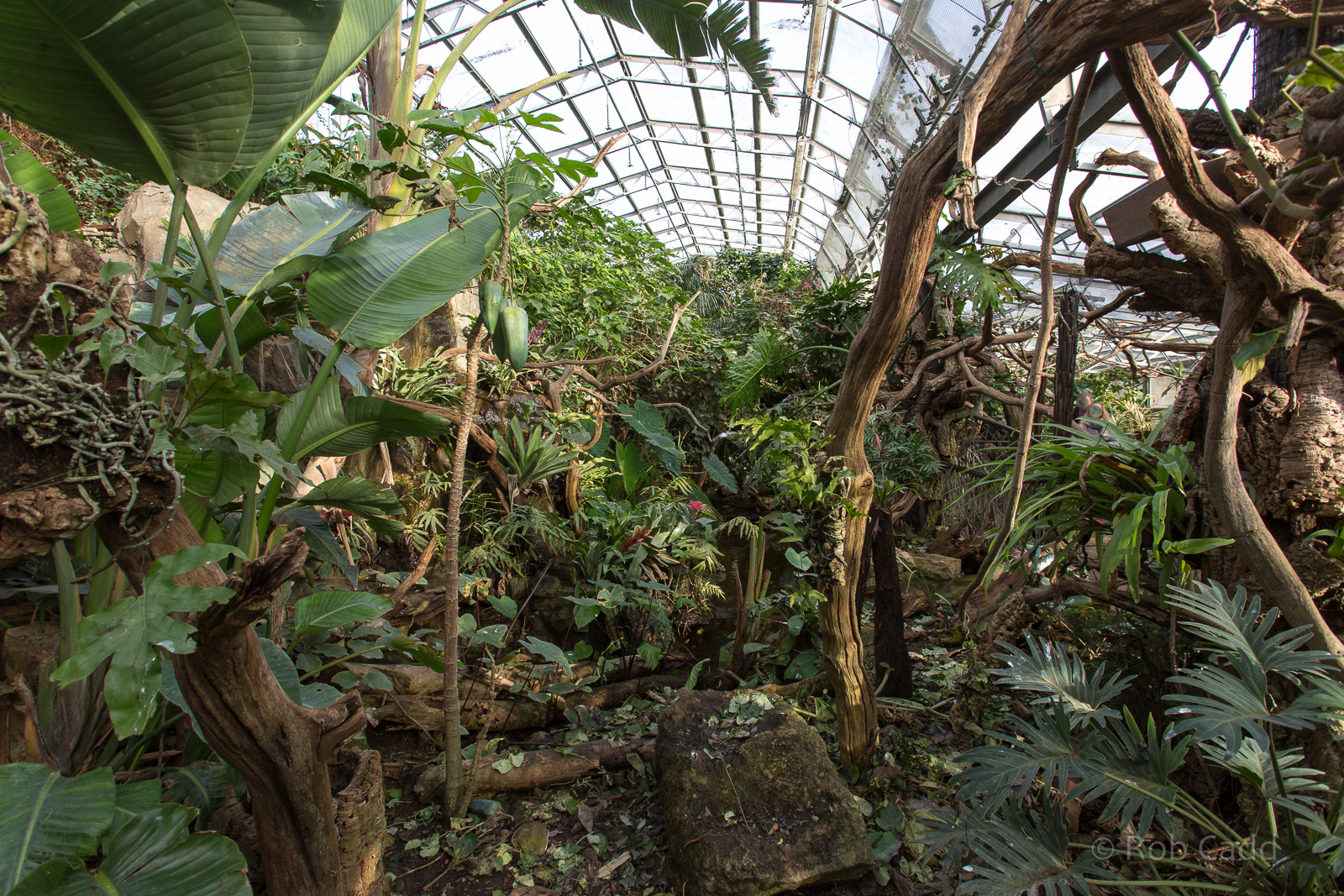 Tropical House (interior) : Cotswold WP : 16 Jan 2016