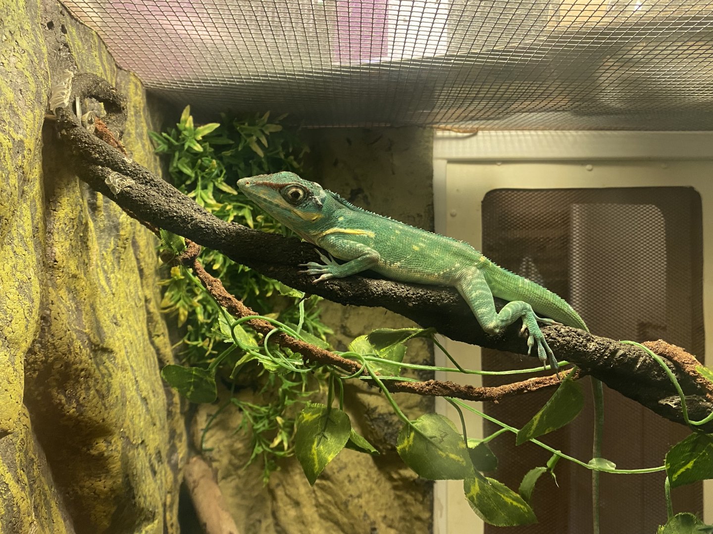 Tropical House - Knight anole 050625