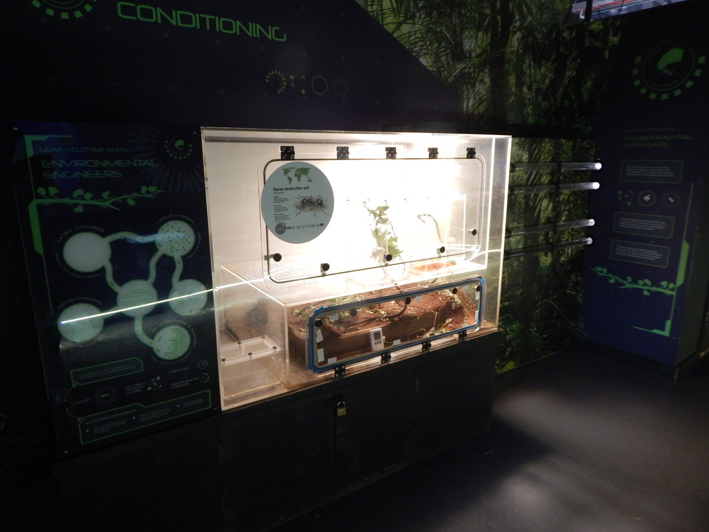 Tropical House - Leafcutter ants exhibit  150725