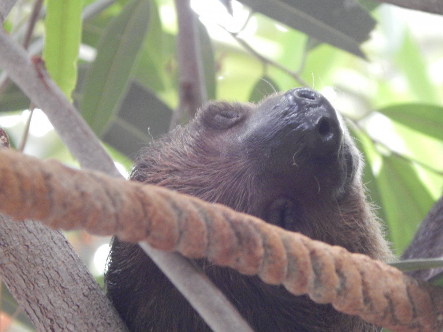 Tropical House - Linnaeus' two-toed sloth 150725
