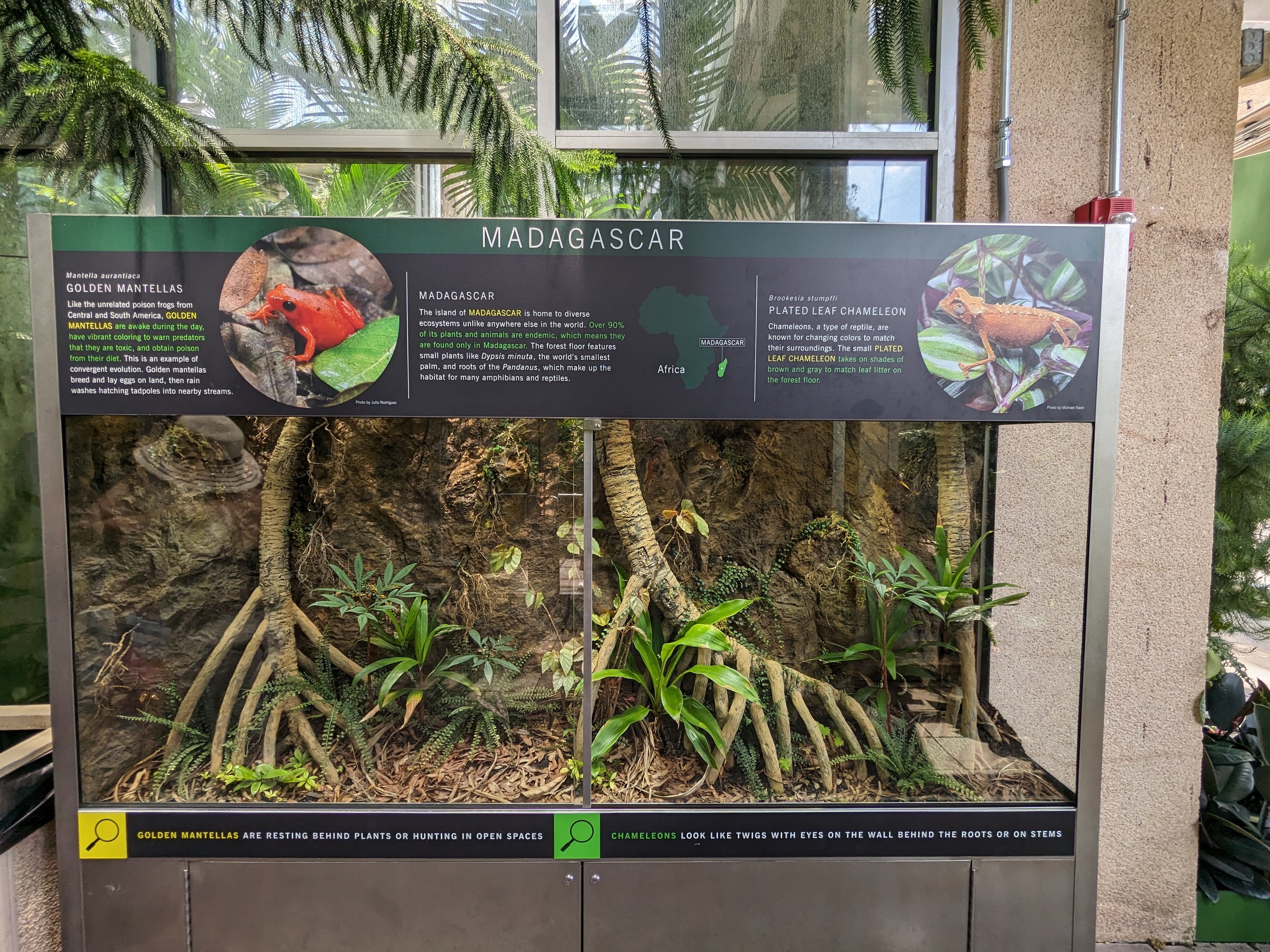 Tropical House - Madagascar Tank (golden mantellas and plated leaf chameleon