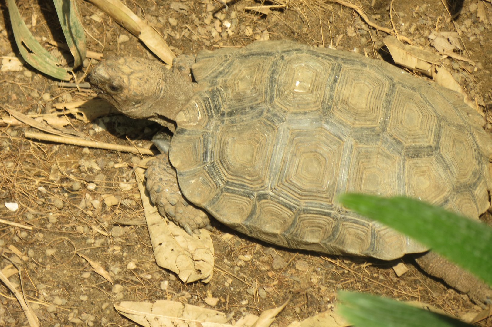 Tropical House - Manouria emys phayrei 110519